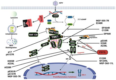 African Swine Fever Virus Interaction with Host Innate Immune Factors