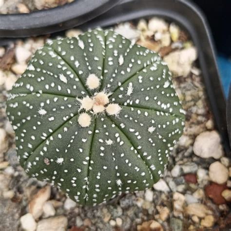 Astrophytum asterias Sand Dollar Cactus Online | myBageecha