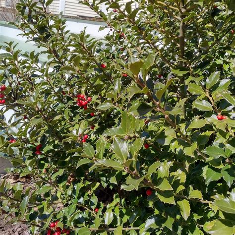 Direct Gardening Blue Princess Holly Starter Foundation/Hedge Shrub in ...