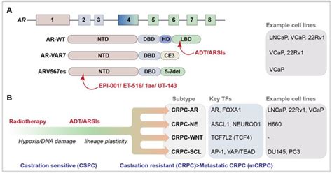 Exploiting the DNA Damage Response for Prostate Cancer Therapy