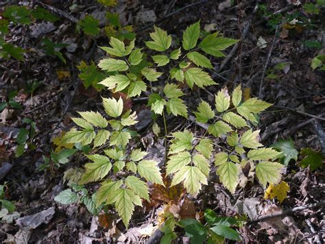 Black cohosh | Identify that Plant