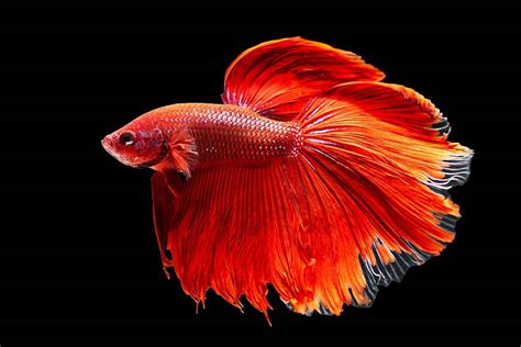 The Best Betta Fish Species To Keep In Your Tank