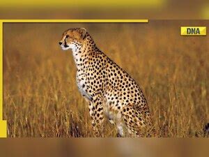 Global wildlife populations dropped 69 percent since 1970, says study
