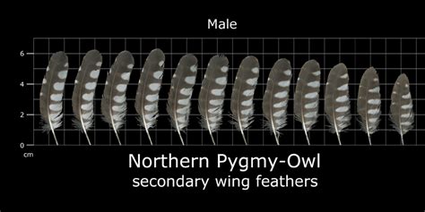 The Feather Atlas - Feather Identification and Scans - U.S. Fish and ...
