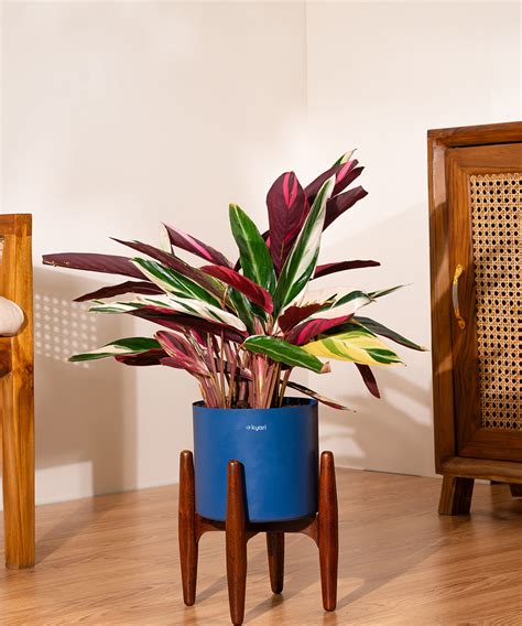 Calathea Triostar with Large Metal Self Watering Pot – shop.kyari