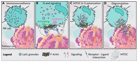Natural Killer Cells: Tumor Surveillance and Signaling | Encyclopedia MDPI