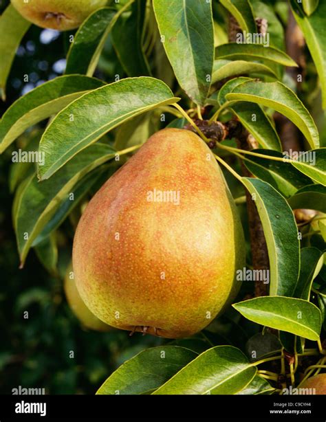 D'anjou pear' - grown in Northeast and Northwest Stock Photo - Alamy