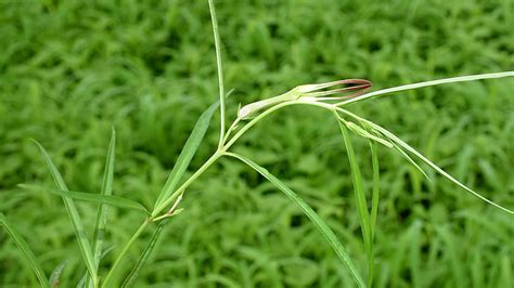 Bhabha Atomic Research Centre ( BARC ), Department of Atomic Energy ...