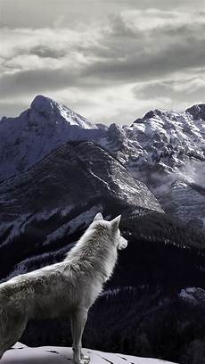 Iphone X Wallpaper Wolf by Wolf Iphone Wallpaper Gallery Iphone X Wallpaper Wolf