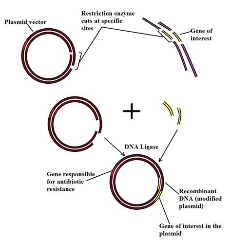 Recombinant DNA Examples 的图像结果