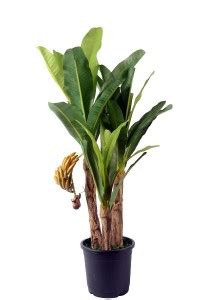 InGreen Banana Plant Price in India - Buy InGreen Banana Plant online ...