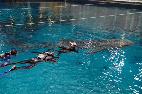 Wounded warriors swim with sharks | Article | The United States Army