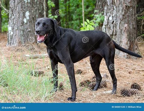 Labrador Great Dane Mix