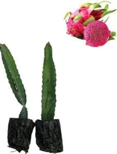 Megha Fish Farming Dragon Tree (Hybrid, Pack of 2) | Mq_Ddragon gac OF ...