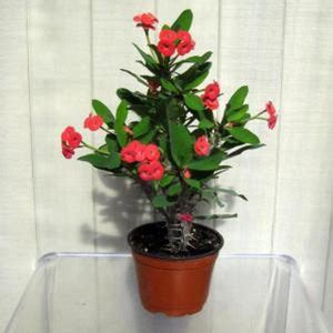 JR GLOBLE Euphorbia Plant Price in India - Buy JR GLOBLE Euphorbia ...