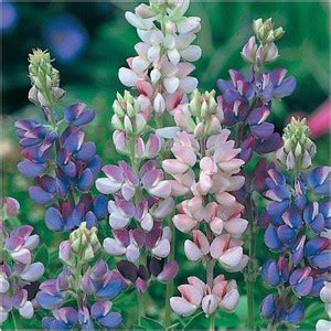 PMB Lupin Hartwegii Pixii Seed Price in India - Buy PMB Lupin Hartwegii ...