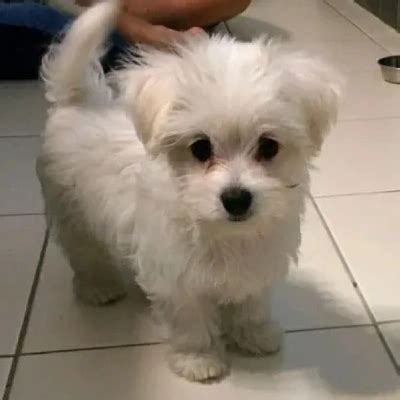 Maltese Price in Hyderabad | Maltese Puppies for sale in Hyderabad