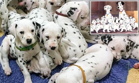 101 Dalmatians Puppies Born