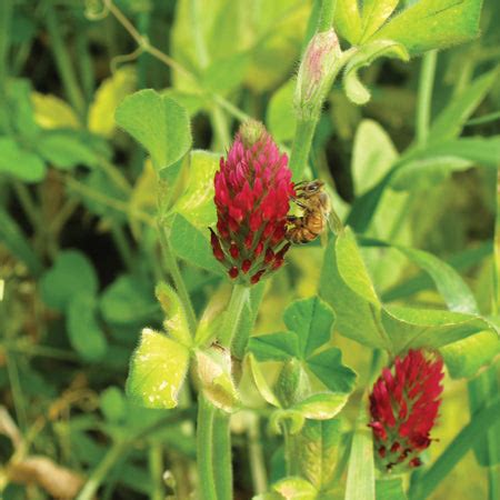 Crimson Clover Clover Seed | Territorial Seed