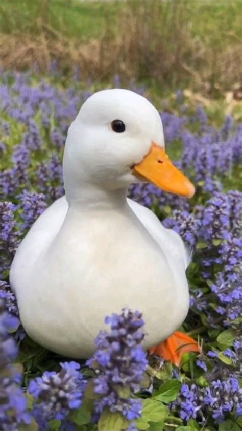 Image result for Duck Number Code in Python Using Count