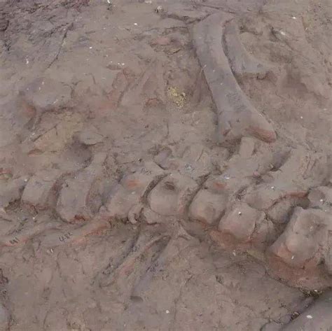 惊喜！自贡新发现恐龙化石14处，有望与大山铺相媲美_调查_地层_勘查