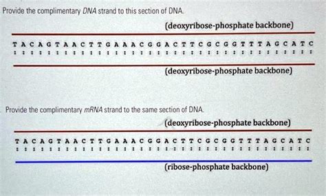 Image result for Complementary Strand with Backbone