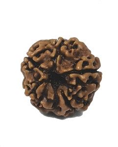 UNICOP 100% Lab Tested Original And Natural Five Mukhi Rudraksha Of ...
