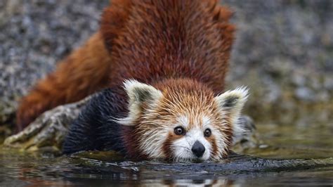 Wallpaper red panda, pose, wildlife, animal, water hd, picture, image