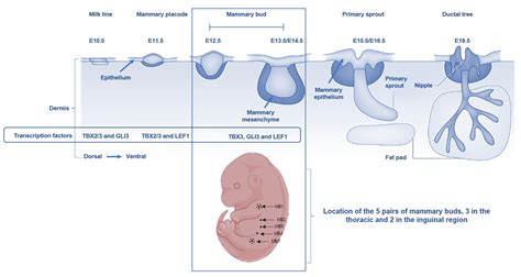 Fetal Mammary Gland Development and Offspring’s Breast Cancer Risk in ...