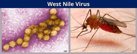 West Nile Virus - Benton Franklin Health District