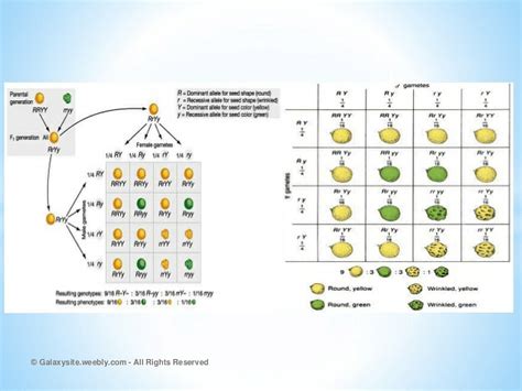 Notes of heredity and evolution - Class 10 PDF Download