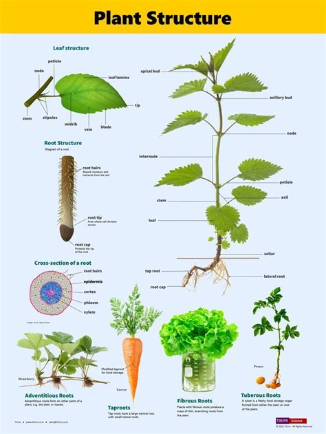 Basic Plant Structure 的图像结果