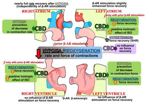 Comparison of Cardioprotective Potential of Cannabidiol and β ...