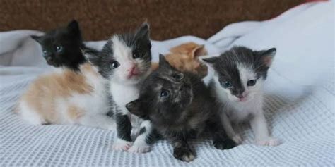 Paint + Sip with kittens!, 301 Old Coast Rd,Australind,6230,AU, Bunbury ...
