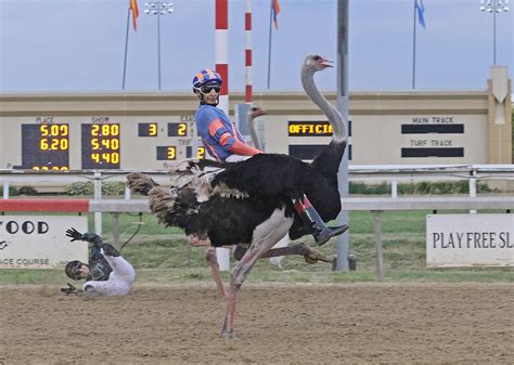 Meadowlands Ostrich Racing at Lanny Rivera blog