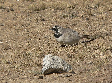 Horned Lark - Eremophila alpestris - Alaudidae - Birding in India