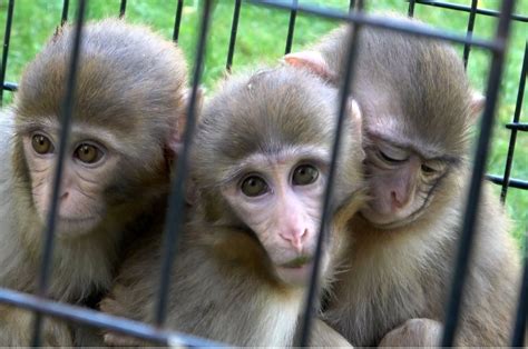 Down Syndrome Monkey Man Spoke To Apes In Their Own Language And Their