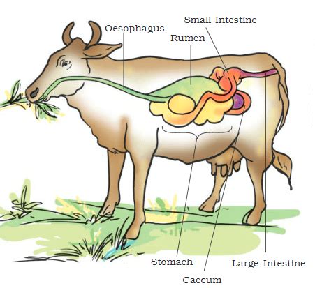 Nutrition in Animals Class 7 Notes Science Chapter 2 Free PDF