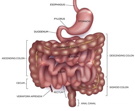 Duodenum Definition 的图像结果