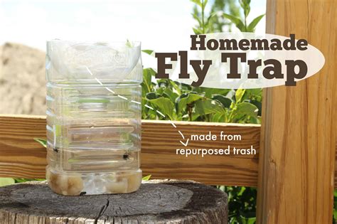 Diy fly trap from a plastic bottle online