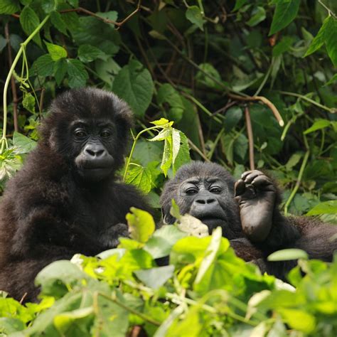 OKAPI TOURISTIQUE DRC (2025) All You Need to Know BEFORE You Go (with ...