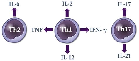 The Role of Serum Th1, Th2, and Th17 Cytokines in Patients with ...