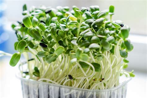 Growing microgreens - Thrive