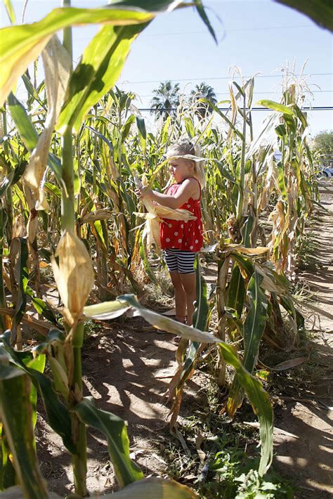 Photos: Tucson Village Farm Harvest Festival