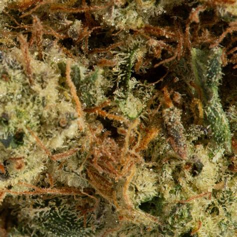 Larry Bird Strain | Potent Hybrid | Hash Online Canada