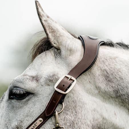 Image result for Licol Cheval