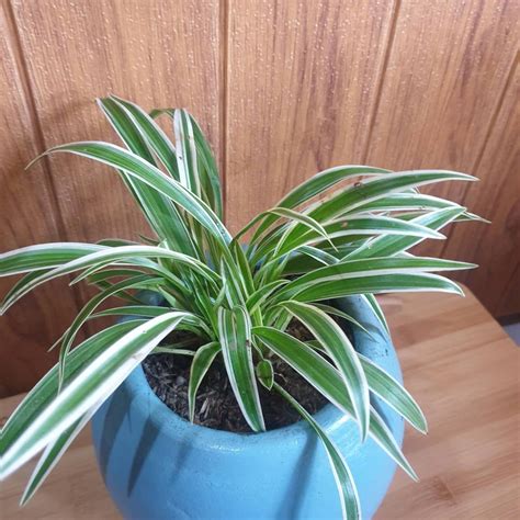 Indoor Plants That Help Kill Viruses And Bacteria – MahaGro®