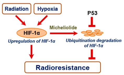 Micheliolide Enhances Radiosensitivities of p53-Deficient Non-Small ...
