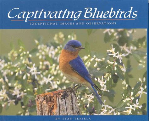 Buy Captivating Bluebirds: Exceptional Images and Observations Book ...