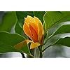 Online Plant Bazar Golden Champa/Magnolia champaca Flower Grafted Live ...